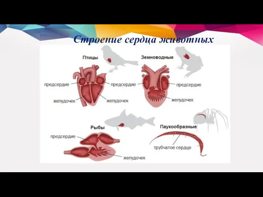 Строение сердца животных