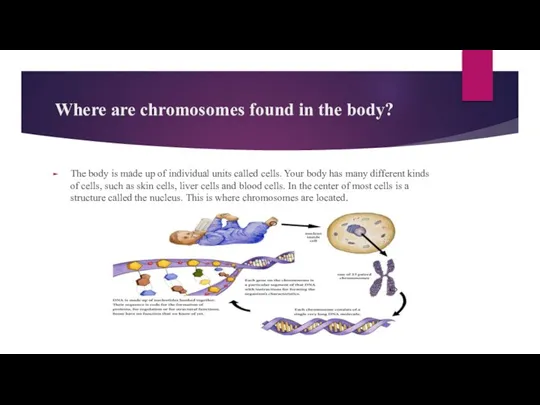 Where are chromosomes found in the body? The body is made up