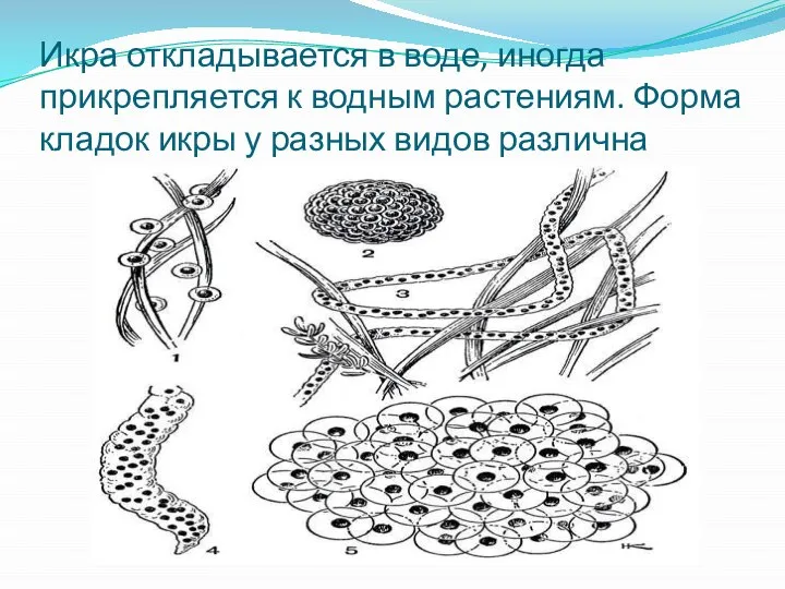 Икра откладывается в воде, иногда прикрепляется к водным растениям. Форма кладок икры у разных видов различна