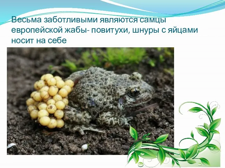 Весьма заботливыми являются самцы европейской жабы- повитухи, шнуры с яйцами носит на себе