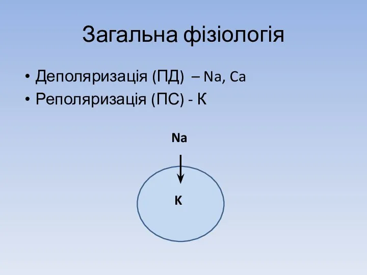 Загальна фізіологія Деполяризація (ПД) – Na, Ca Реполяризація (ПС) - К Na K