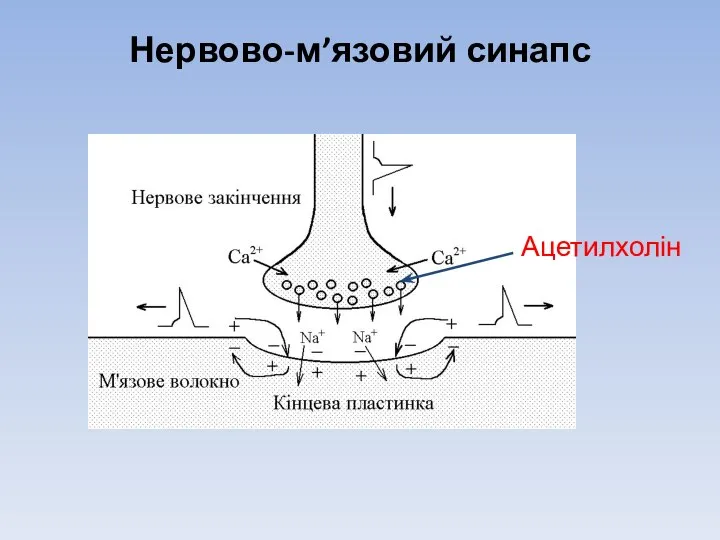 Нервово-м’язовий синапс Ацетилхолін