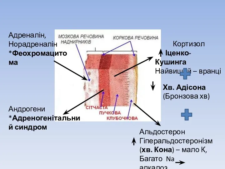 Адреналін, Норадреналін *Феохромацитома Андрогени *Адреногенітальний синдром Кортизол Іценко-Кушинга Найвищий – вранці Альдостерон