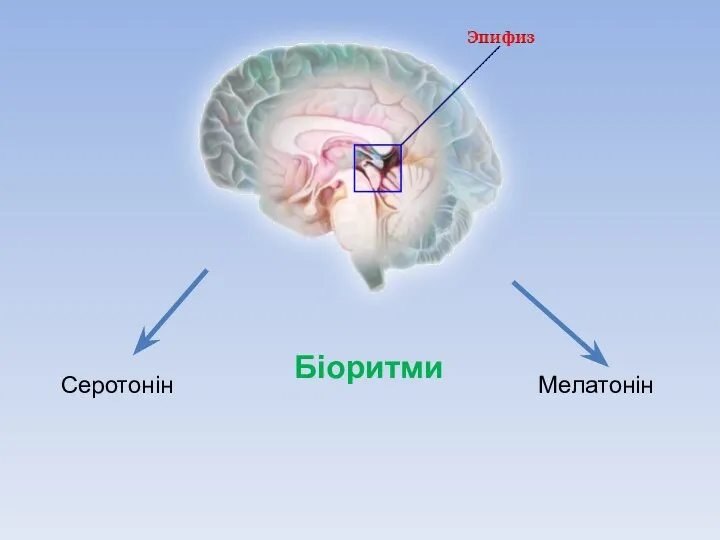 Серотонін Мелатонін Біоритми