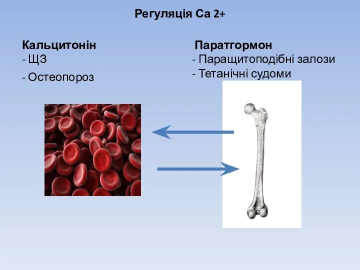 Регуляція Са 2+ Кальцитонін - ЩЗ Паратгормон - Паращитоподібні залози - Тетанічні судоми - Остеопороз