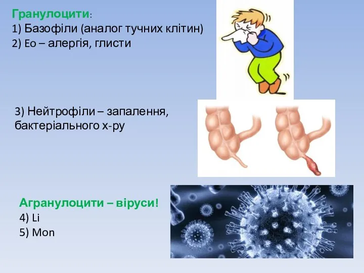 Гранулоцити: 1) Базофіли (аналог тучних клітин) 2) Eo – алергія, глисти 3)