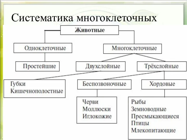 Систематика многоклеточных