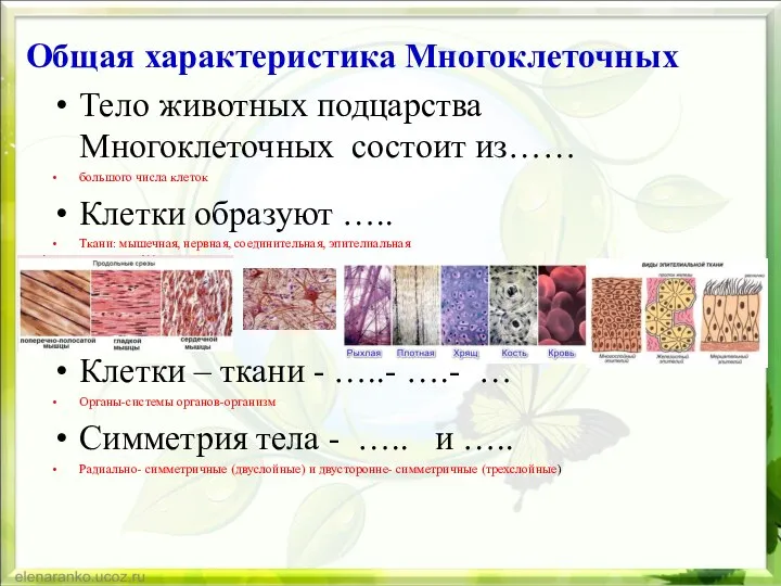 Общая характеристика Многоклеточных Тело животных подцарства Многоклеточных состоит из…… большого числа клеток