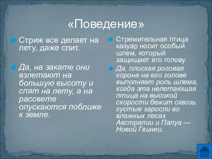 «Поведение» Стриж все делает на лету, даже спит. Да, на закате они