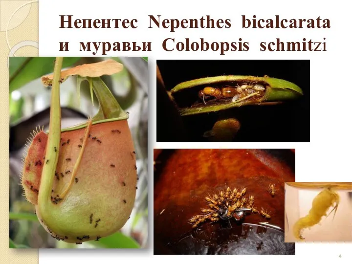 Непентес Nepenthes bicalcarata и муравьи Colobopsis schmitzi