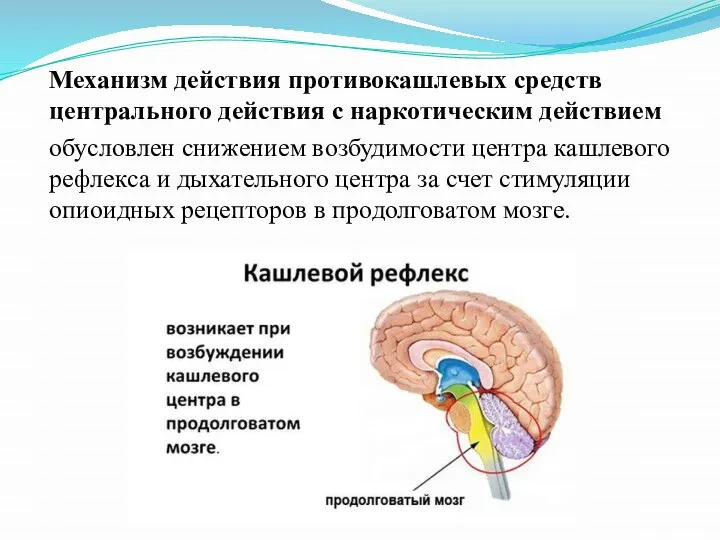 Механизм действия противокашлевых средств центрального действия с наркотическим действием обусловлен снижением возбудимости