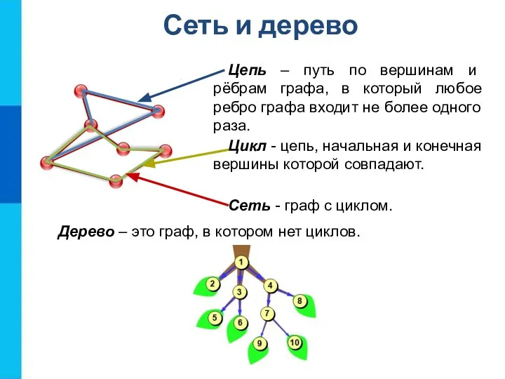 Сеть и дерево Цепь – путь по вершинам и рёбрам графа, в