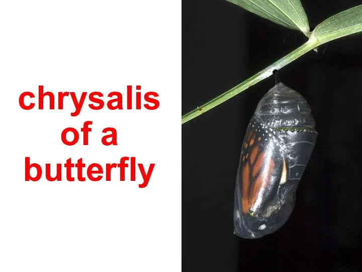 chrysalis of a butterfly
