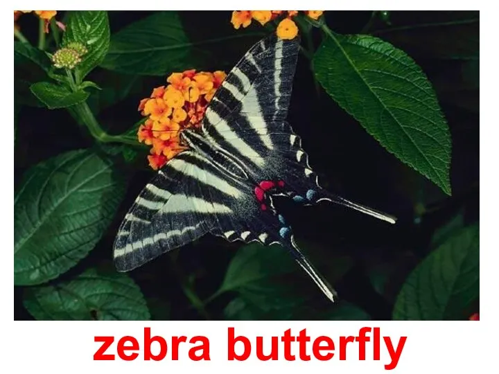 zebra butterfly