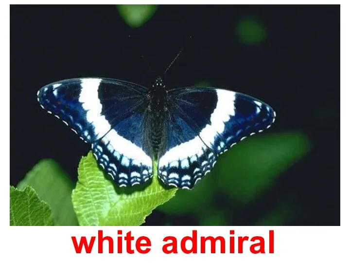 white admiral