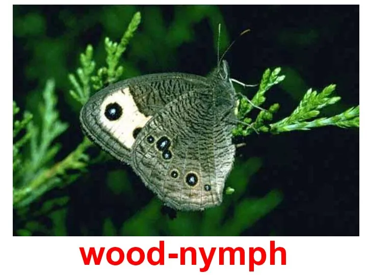 wood-nymph