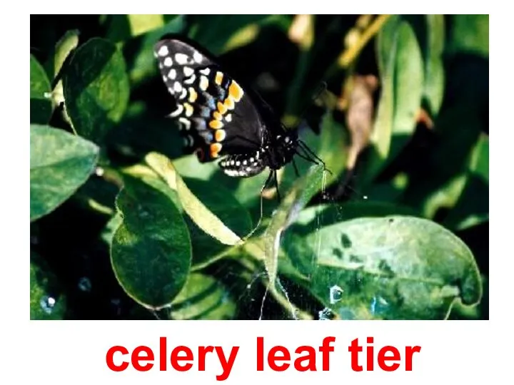 celery leaf tier