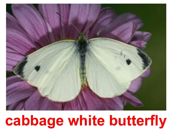 cabbage white butterfly