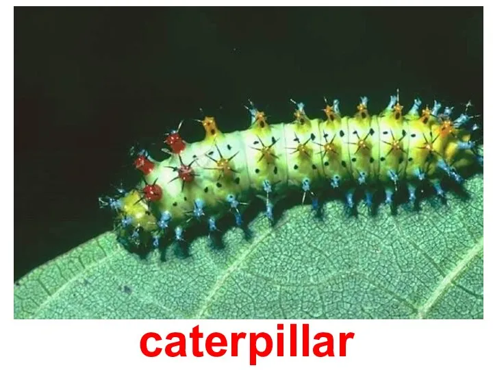 caterpillar