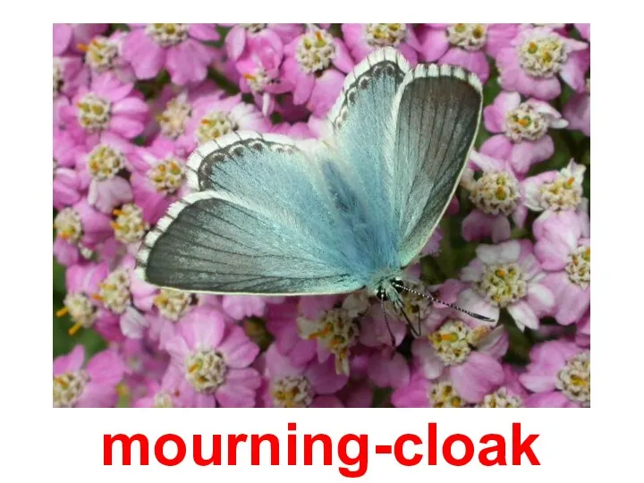 mourning-cloak