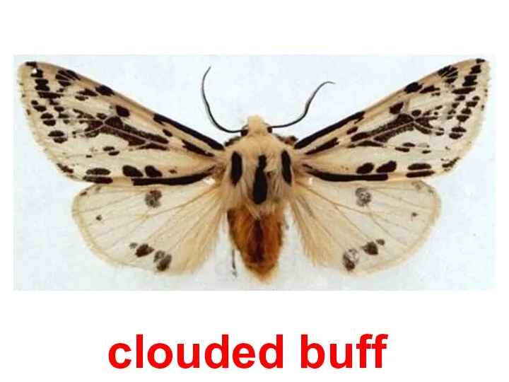 clouded buff
