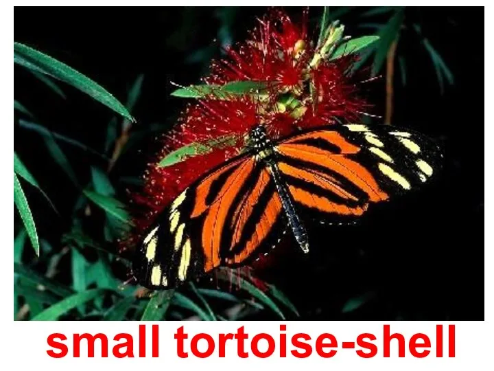 small tortoise-shell