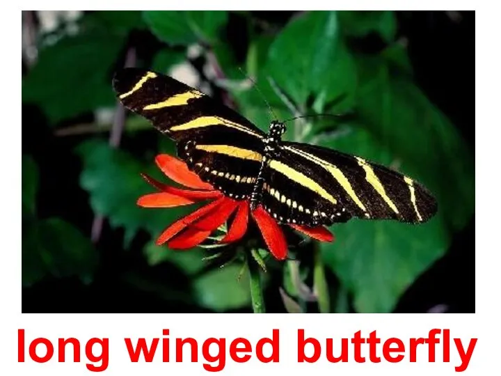 long winged butterfly