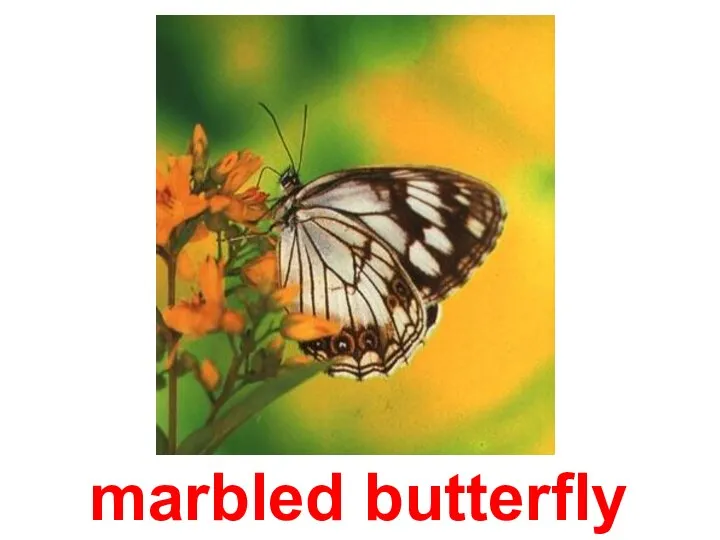 marbled butterfly