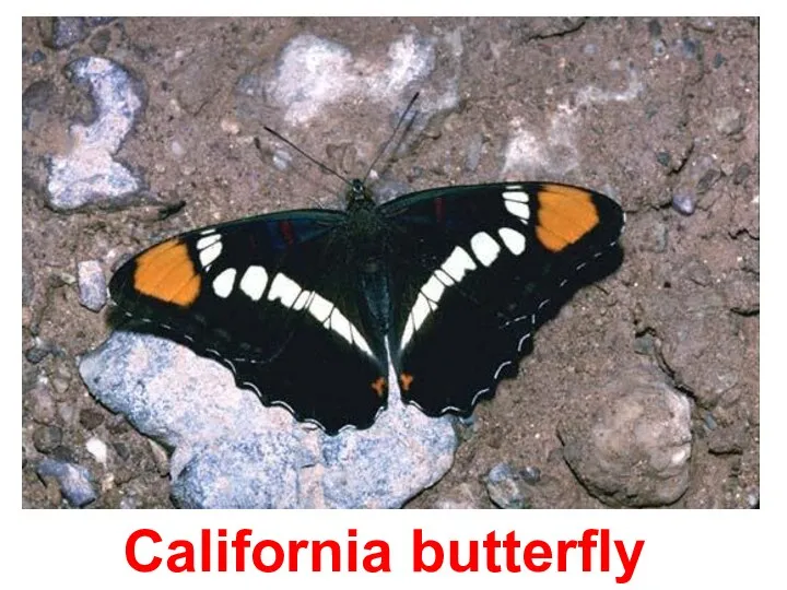 California butterfly