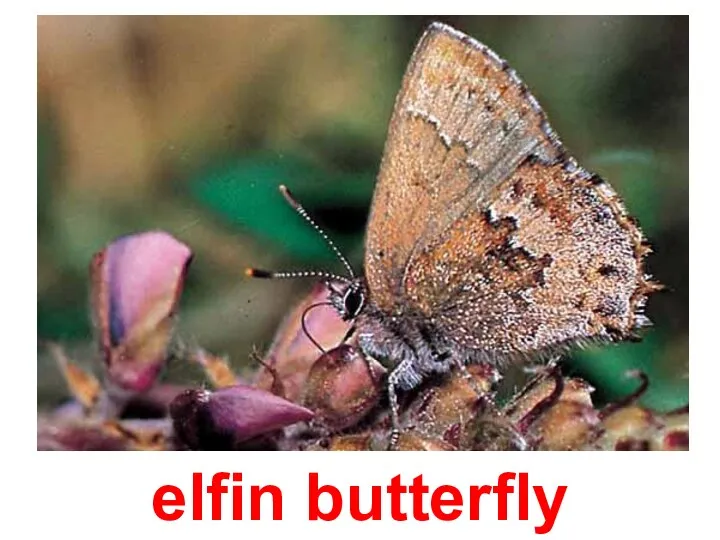 elfin butterfly
