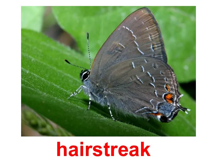 hairstreak