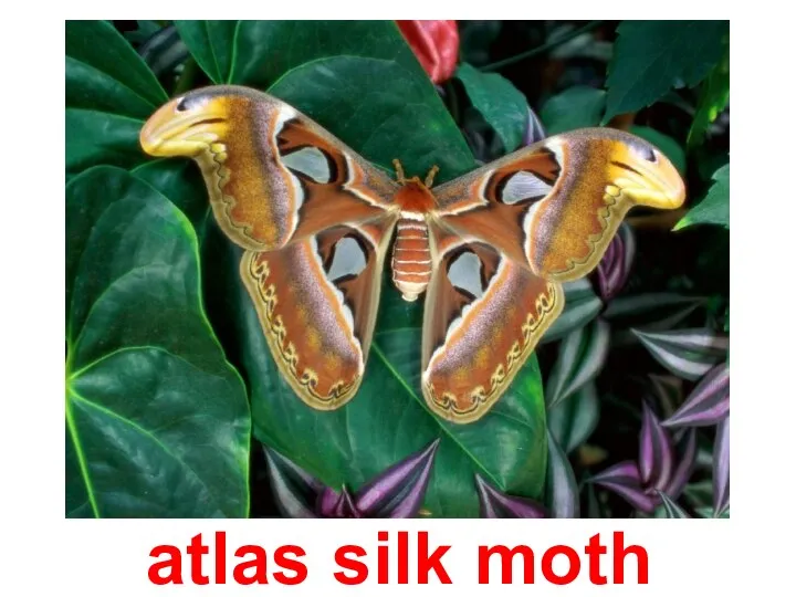atlas silk moth