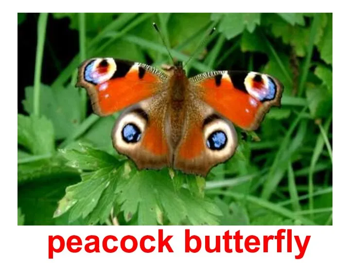 Павлиний глаз peacock butterfly