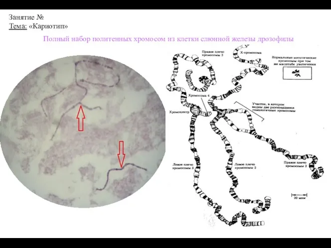 Занятие № Тема: «Кариотип» Полный набор политенных хромосом из клетки слюнной железы дрозофилы