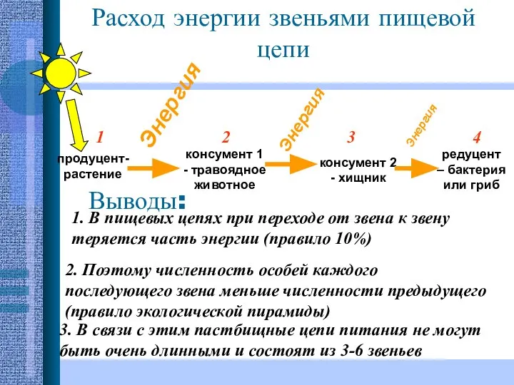 продуцент-растение консумент 1 - травоядное животное консумент 2 - хищник редуцент –