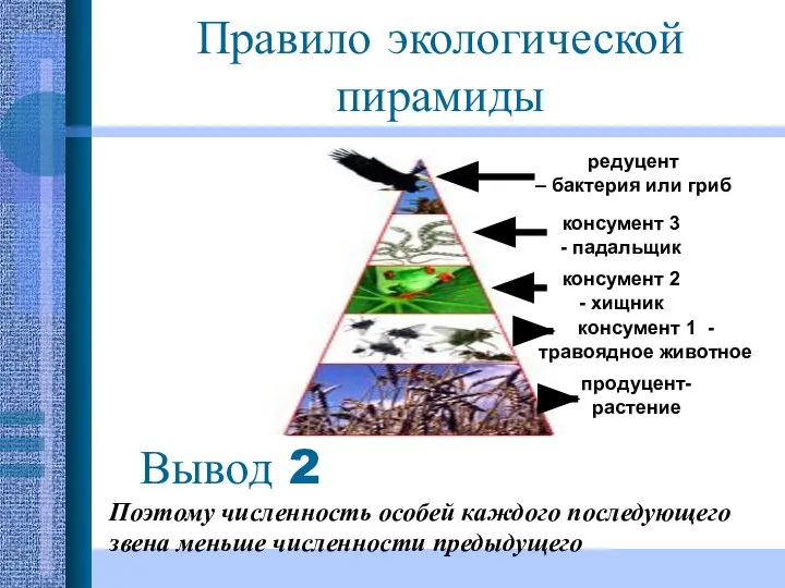 Вывод 2 Поэтому численность особей каждого последующего звена меньше численности предыдущего Правило