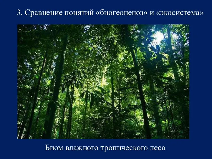 3. Сравнение понятий «биогеоценоз» и «экосистема» Биом влажного тропического леса