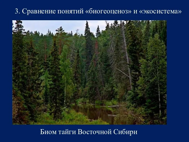 3. Сравнение понятий «биогеоценоз» и «экосистема» Биом тайги Восточной Сибири
