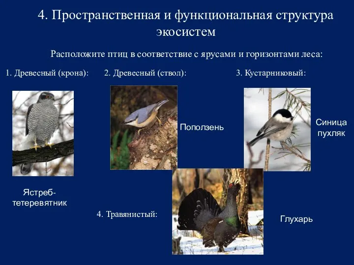 4. Пространственная и функциональная структура экосистем Расположите птиц в соответствие с ярусами
