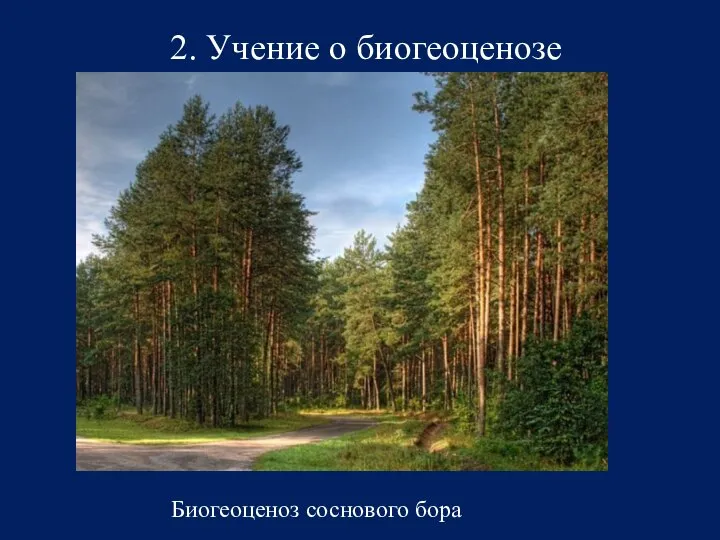 2. Учение о биогеоценозе Биогеоценоз соснового бора