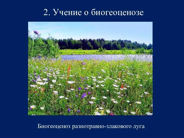 2. Учение о биогеоценозе Биогеоценоз разнотравно-злакового луга