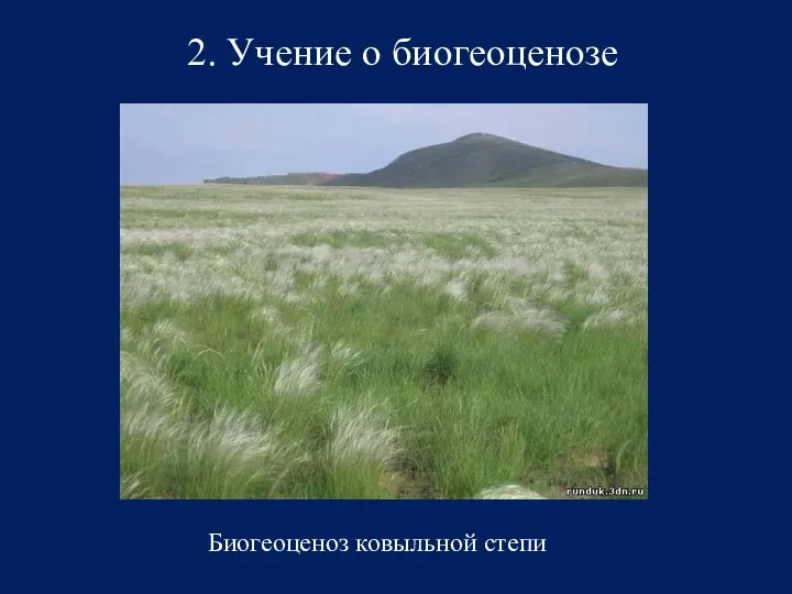 2. Учение о биогеоценозе Биогеоценоз ковыльной степи