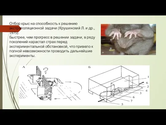 Отбор крыс на способность к решению экстраполяционной задачи (Крушинский Л. и др.,