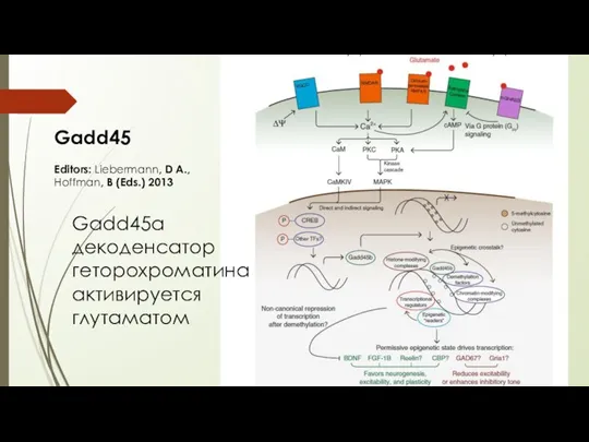 Gadd45 Editors: Liebermann, D A., Hoffman, B (Eds.) 2013 Gadd45a декоденсатор геторохроматина активируется глутаматом