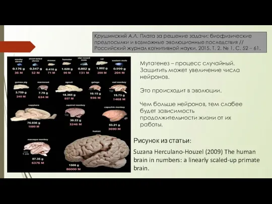 Рисунок из статьи: Suzana Herculano-Houzel (2009) The human brain in numbers: a