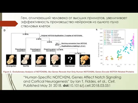 “Human-Specific NOTCH2NL Genes Affect Notch Signaling and Cortical Neurogenesis” by Ian T.