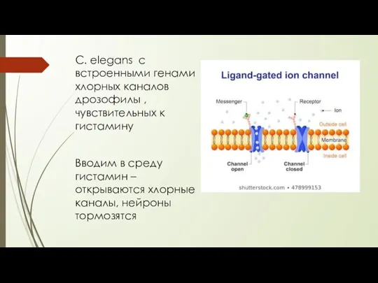 C. elegans с встроенными генами хлорных каналов дрозофилы , чувствительных к гистамину