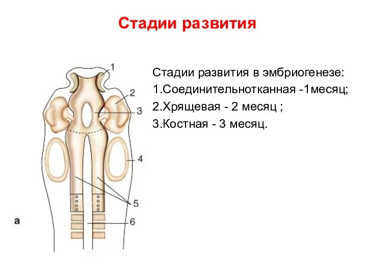 Стадии развития в эмбриогенезе: 1.Соединительнотканная -1месяц; 2.Хрящевая - 2 месяц ; 3.Костная