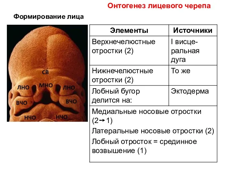 Формирование лица Онтогенез лицевого черепа