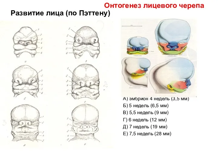 Развитие лица (по Пэттену) А) эмбрион 4 недель (3,5 мм) Б) 5